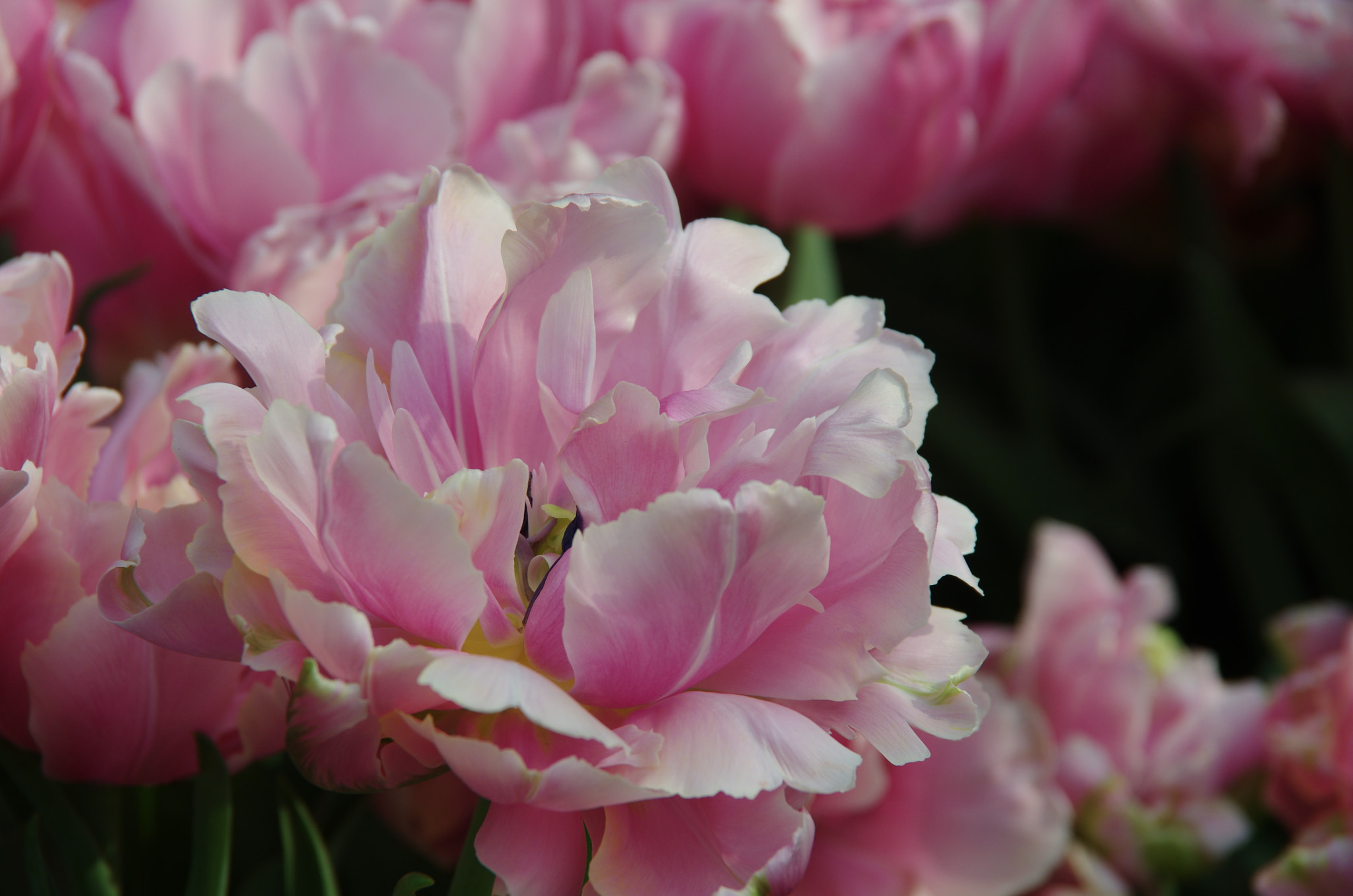 Peony For Your Thoughts